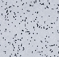 Линолеум Forbo Sphera Ec 450007 grey sky фото 1 | FLOORDEALER